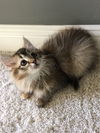 Snickerdoodle