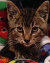Scout