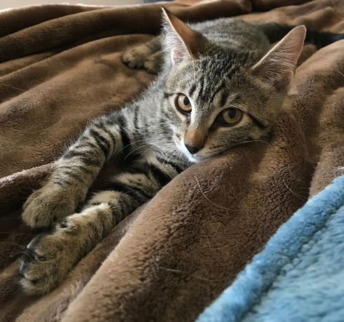 Scout
