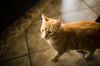 Ginger