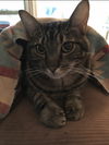 Murphy