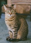 Lulu