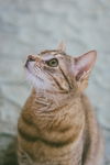 Lulu