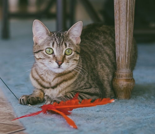 Lulu