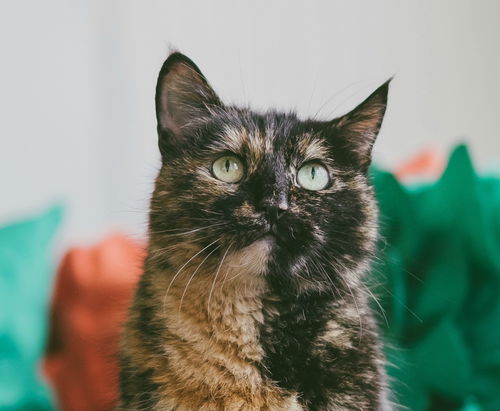 Missy