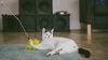 Lola