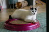 Lola