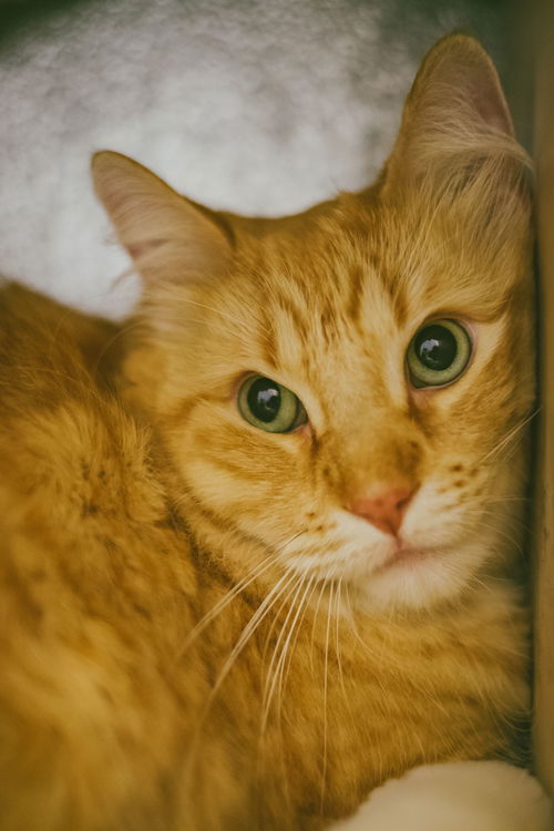 Tigger
