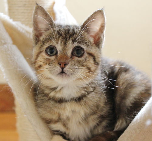 Kit Kat