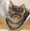 Kit Kat