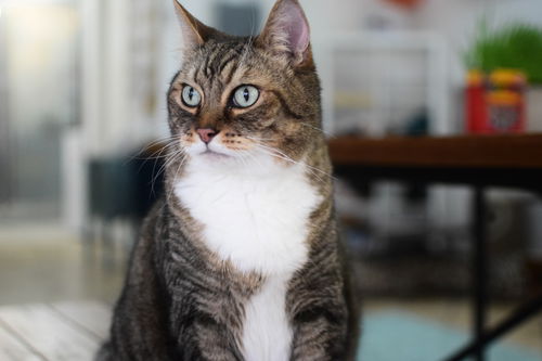 Oscar