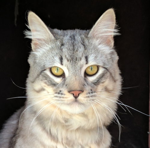 Merlin