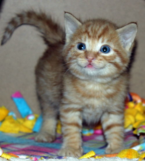 Tyrion