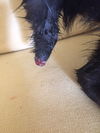 Snickers