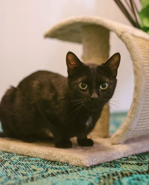 Sophia