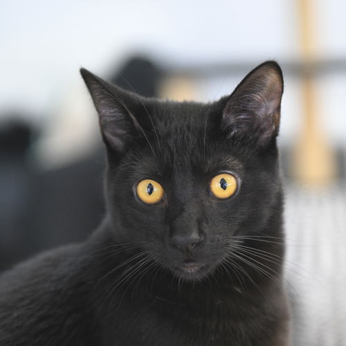 Merlin