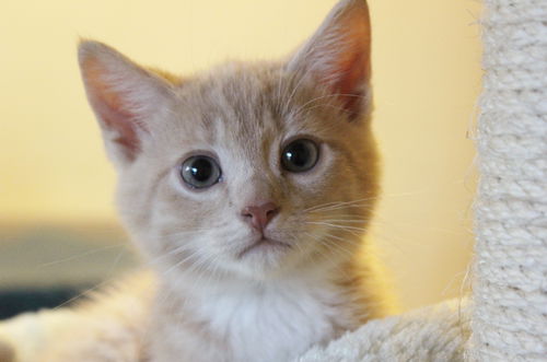 Romeo