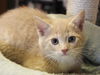 Romeo