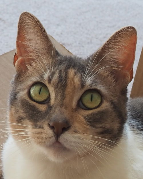 Khalesi