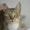 Kitsa