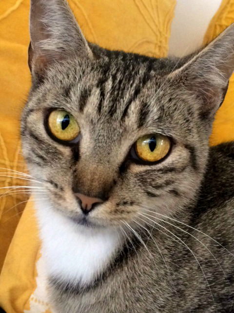 Kitsa