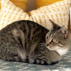Kitsa