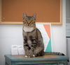 Kitsa