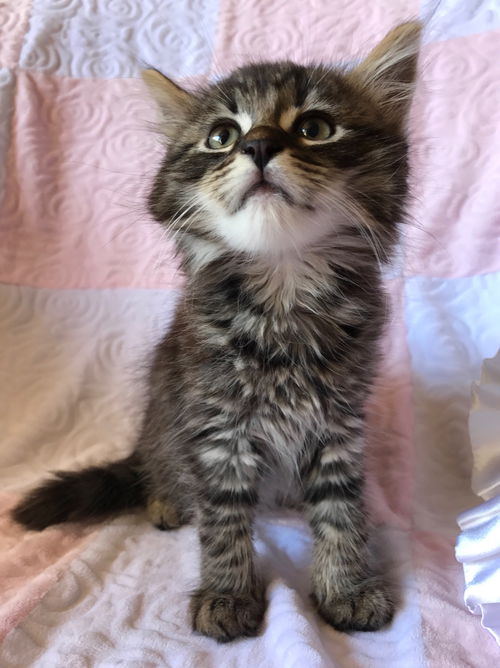 Mufasa