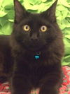 Apollo