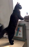 Apollo