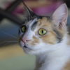 Lucie