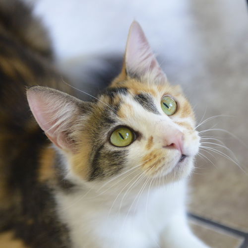 Lucie
