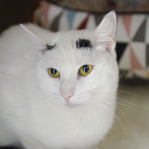 Suki