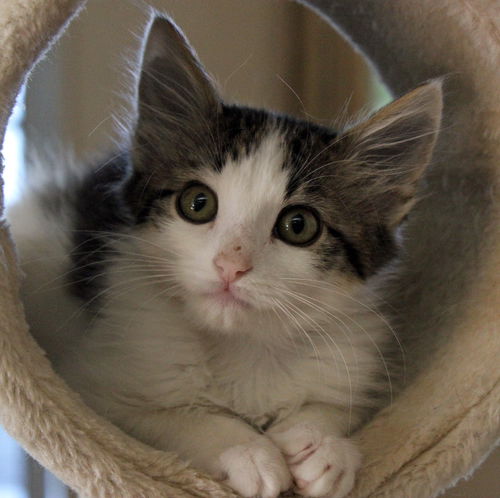 Kitten Zilla