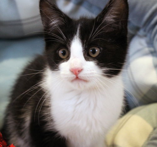 Oscar