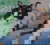 Rico