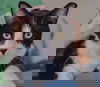Rico