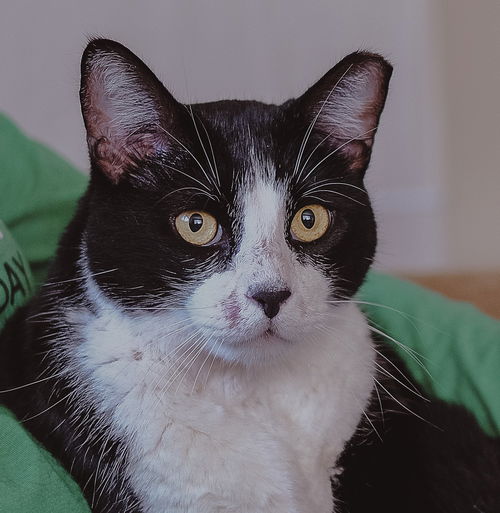 Rico