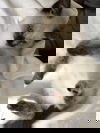 Koda