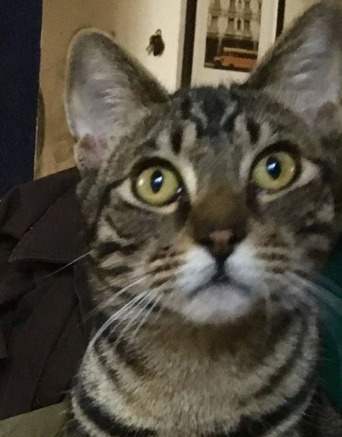 Dennis