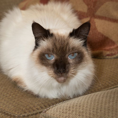 Cora
