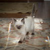 Sweetie
