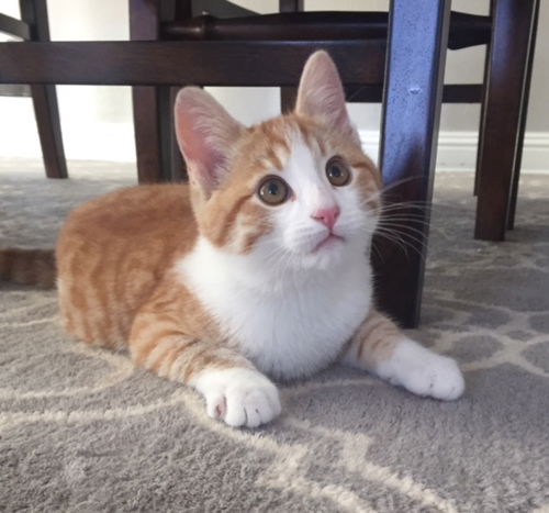 Theodore