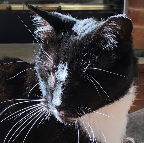 Milo