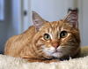 Sweet William