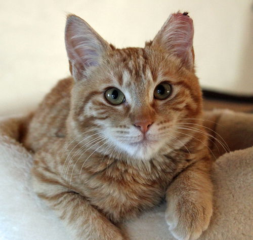 Sweet William