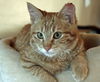 Sweet William