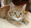 Sweet William