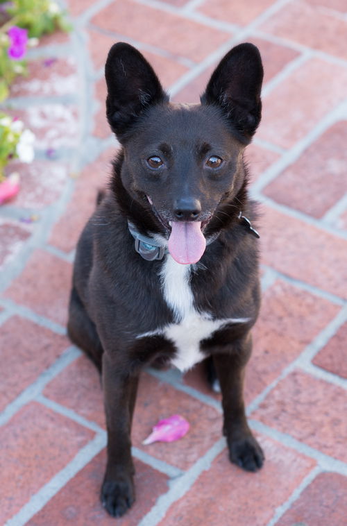 Max