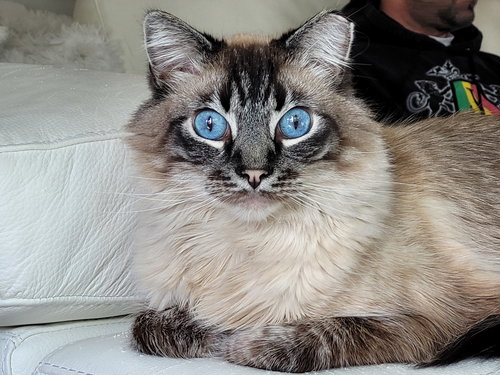 picture of the cat needing adoption